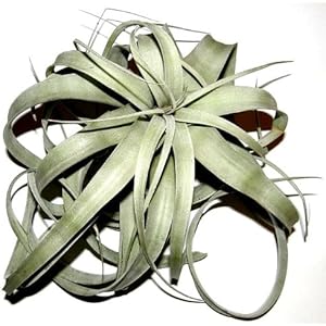 1 Tillandsia xerographica, Tillandsien für Terrarien, Aufsitzerpflanzen