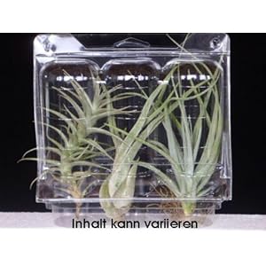Tillandsien 3er Set Trockenterrarium