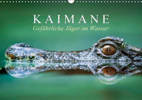 Gefährliche Jäger im Wasser: Kaimane (Wandkalender 2014 DIN A3 quer): Lebende Fossilien (Monatskalender, 14 Seiten)
