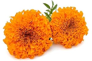 Fresh Flower Marigold Orange, 250 g
