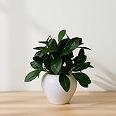 fancymart Plastic Artificial Rubber Plant In 4 Inch White Apple Pot (Height 22 Cm) For Home And Office Decor Plants For Decor