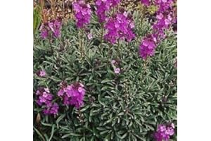 SOUTH EASTERN HORTICULTURAL Pack X6 Erysimum 'Bowles Mauve' Perennial WallFlower Plug Plants