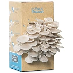 Kit culture de champignons - Pleurotes gris - Bio et Français - Dans votre cuisine en 10 jours