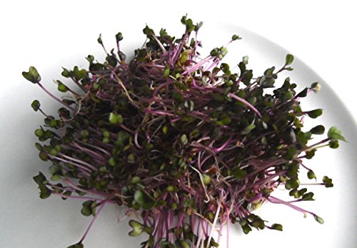 BIO-Keimsprossen „Rosa Kohlrabi“ 100 g Samen - 3