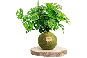 KOKEDAMAS LUCCIANA Kokedama Monstera Natural - Kokedama Interior | Bola de Musgo Vivo | Planta Natural | Planta Interior | Decoración Hogar | Fácil Cuidado y Mantenimiento