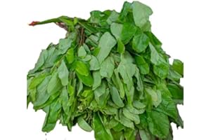 CST AUTHENTIC FOOD Fresh Vegetables-Different Types-Per Bunch (Fresh Oha Leaves)