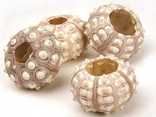 NaDeco® Seeigel Gehäuse Sputnik (Sputnic) | Phyllacanthus imperiali | Kaiser Lanzen Seeigel - 2