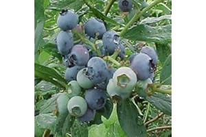 GARDENEXPERT Vaccinium corymbosum Blueberry 'Septa' 15cm Pot Size