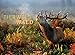 Tierwelt Wald 2018 (Tierwelten) by 
