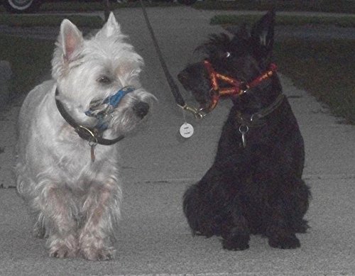 DOGMATIC-HEADCOLLAR-IN-PADDED-CUSHIONED-WEBBING-PCW-BLUE-SIZE-1