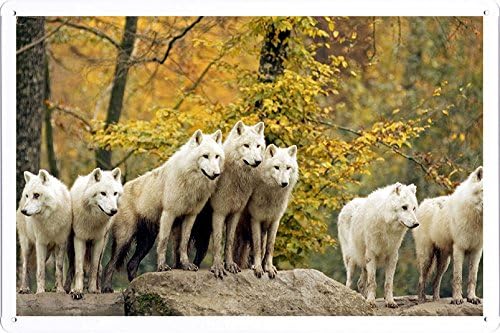 Metal Poster Wall Decor Tin Sign of Wolves Forest Flock Grass Trees Autumn Hunting Family 53402 20*30 cm