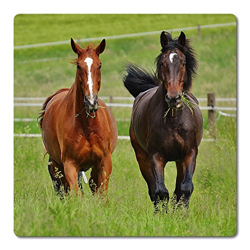 Addies Glas-Untersetzer 6-tlg.Set bedruckt Motiv „Pferde“ Komplett-Set in hochwertiger Klarsicht-Geschenkbox und Korkrückseite, Tier-Motiv - 7