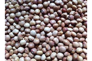 SVI 100 Straucherbse, bekannt als/Gandules / Jamaican Gungo/Congo ERBSEN Heirloomsamen