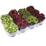 Exotenherz Hauswurz-Set, Topfgröße 9cm, sortiert, 12 Stück