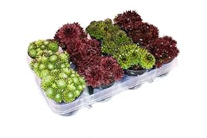 Exotenherz Hauswurz - Set aus 12 verschiedenen Sempervivum-Sorten