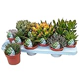 XL Sukkulenten, Mischung, je im 10cm Topf, Starter Set (12 Pflanzen im Set)