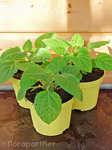 Andenbeere Physalis peruviana Obst Pflanzen 4stk.