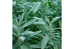 WOLDS COLLECTION Herb Plants, Sage Officinalis Plants - 2 x 1 Litre Pots
