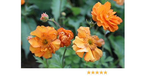 Geum Fire Storm Aka Avens A Garden Tested Hardy Perennial Plant Amazon Co Uk Garden Outdoors