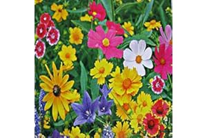 EYSII Mélange de fleurs sauvages graines 60+ plantation d'oiseaux et de papillons dans les jardins de bonsaï de jardin domestique pour des graines vivantes 100% pures décoratives