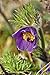 Produktbild Artland Qualitätsbilder I Alu Dibond Bilder Alu Art 60 x 90 cm Botanik Blumen Blüte Foto Lila C0JO Pulsatilla