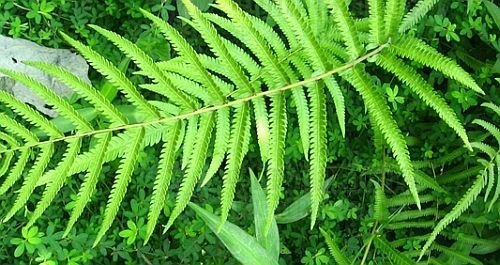 Cyclosorus aridus - dry wood fern - 100 seeds