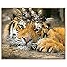 Produktbild RYUANYUAN bügelmaschine DIY Frameless Pictures Malen Nach Zahlen Handgemalte Leinwand Cartoon Zeichnung Ölgemälde Nach Zahlen Kits Tier Tiger Und Katze 40x50cm