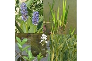 HAUS & GARTEN Juego de 19 plantas de estanque resistentes al invierno, 500 L, con forja de abeto, calmo, trébol de febrero, hierba de lucio de estanques naturales, gran mercancía