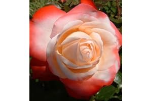 GARDENEXPERT Rosa Bush Rose Hybrid Tea 'Nostalgia' Plant