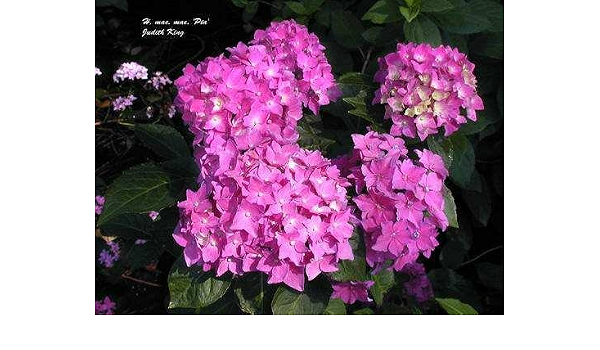 Bm Plants Hydrangea Macrophylla Pia 3l Common Hydrangea Shrub Amazon Co Uk Garden Outdoors