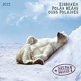 Polar Bears 2015 by