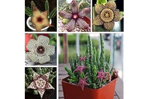 Aamish 90 Stück Stapelia Pulchella Lithops Mix Sukkulente Pflanzensamen