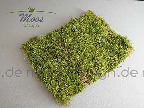 Frühlingsdeko Moos 1 Lage Natur Moosmatten, Deko Flachmoos, Moosplatten zur Dekoration mit Moss; Frühlingsdeko Dekomoos für Floristen