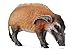Produktbild CollectA 88554 Red River Hog Wild Pig Tier Figur Modell Replica Spielzeug – 6 Stück