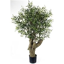 Amazon.it: Pianta di ulivo.