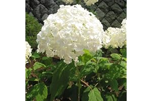ARBORIX, PLUS VERT - MOINS CHER 3 x Hydrangea 'Annabelle'- Hortensia de Virginie 'Annabelle' 30-50 cm en conteneur