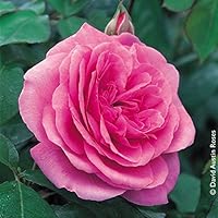 Pflanzen Kölle Englische Rose „Gertrude Jekyll (Premium) - rosa blühende Topfrose im 6 L Topf - frisch aus der Gärtnerei…