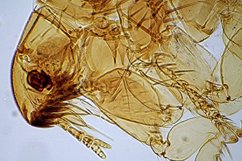 The Apex Researcher Microscope - Image 6