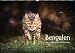 Bengalen Outdoor und Action (Wandkalender 2018 DIN A2 quer): Bengalen, die kleinen Leoparden in freier Natur (Monatskalender, 14 Seiten ) (CALVENDO Tiere) by