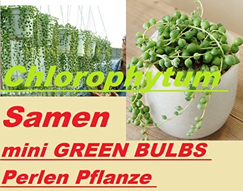 15x Chlorophytum Samen mini GREEN BULBS Hingucker Blume Pflanze RaR sehr selten #232