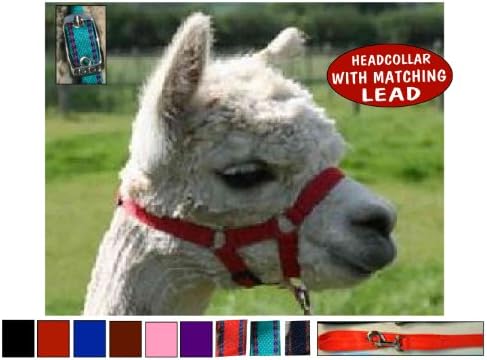 Homestead Farm Supplies ALPACA HEADCOLLAR HALTER & LEAD - RED - X-SMALL (CRIA SIZE) (Red)