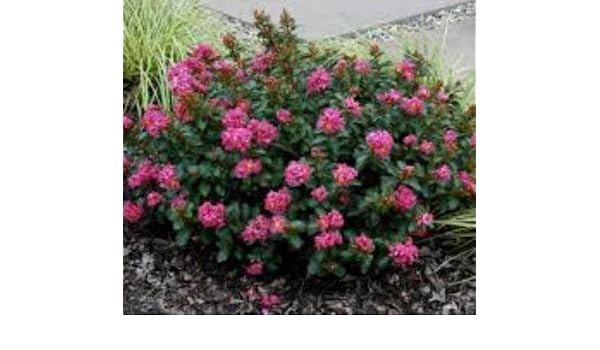 Pocomoke Nain Rose Crêpe Tissu Myrtle Arbre Live Plante