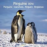 Image de Pinguine 2014. Broschürenkalender