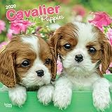 Cavalier King Charles Spaniel Puppies - Cavalier King Charles Spaniel Welpen 2020 - 16-Monatskalender mit freier DogDays-App: Original BrownTrout-Kalender [Mehrsprachig] [Kalender] (Wall-Kalender) by 