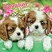 Cavalier King Charles Spaniel Puppies - Cavalier King Charles Spaniel Welpen 2020 - 16-Monatskalender mit freier DogDays-App: Original BrownTrout-Kalender [Mehrsprachig] [Kalender] (Wall-Kalender) by 