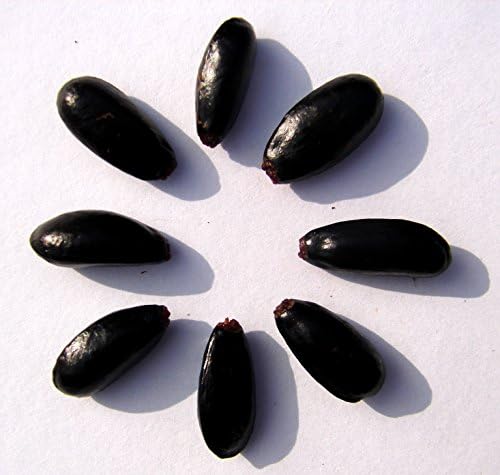 Soursop, Graviola ,Guanabana Seeds(100 pcs)