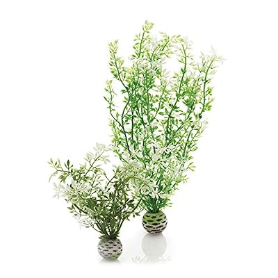biOrb Plantes Colorées Moyennes Fleur d'hiver