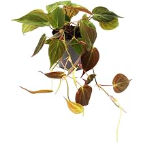 Philodendron squamiferum - der wilde rotstielige Baumfreund - 12cm Topf :  Amazon.de: Garten