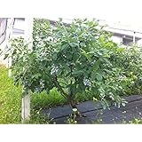 Mirtillo gigante americano frutti di bosco pianta già fruttifera in vaso ø11 cm