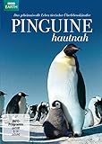 Pinguine hautnah